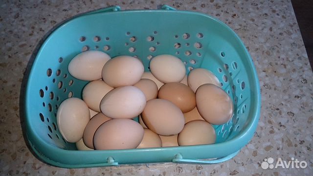 Инкубационные яйца (мясояичных кур.)
