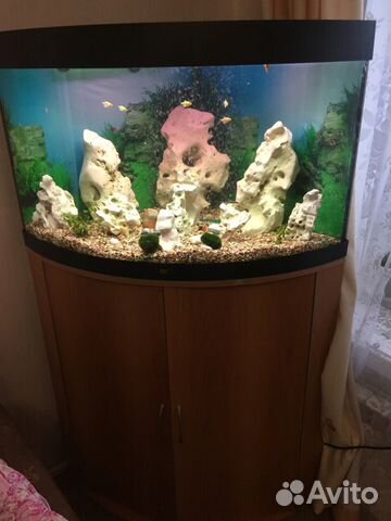 Угловой аквариум juwel trigon 190 литров купить на Зозу.ру - фотография № 4