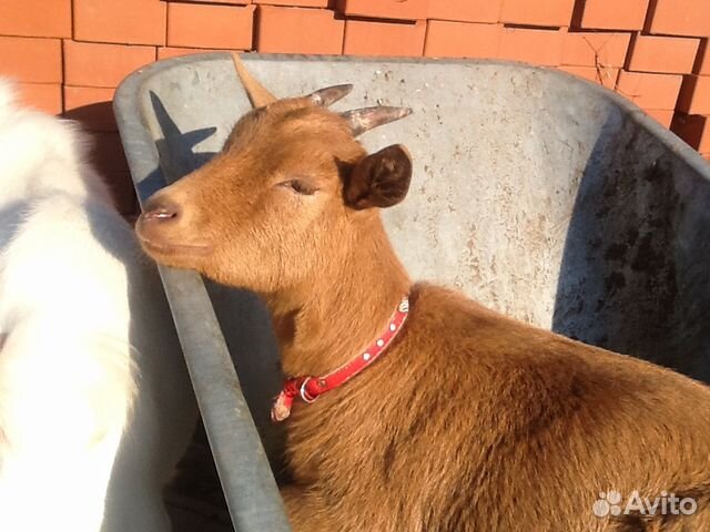 Камерунская молочная коза купить на Зозу.ру - фотография № 1