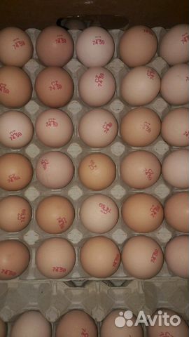 Инкубационное яйцо на январь 2020год купить на Зозу.ру - фотография № 1