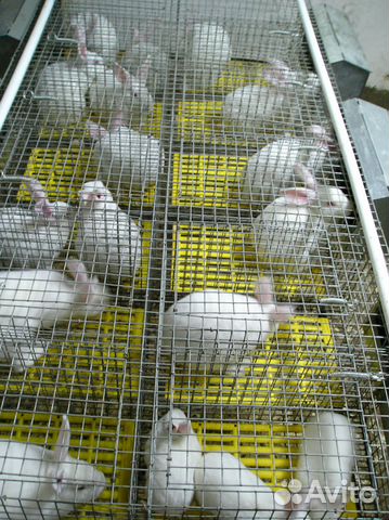 Клетки для кроликов маточные, откормочные купить на Зозу.ру - фотография № 1
