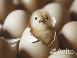 Куриное домашнее яйцо для инкубации купить на Зозу.ру - фотография № 3
