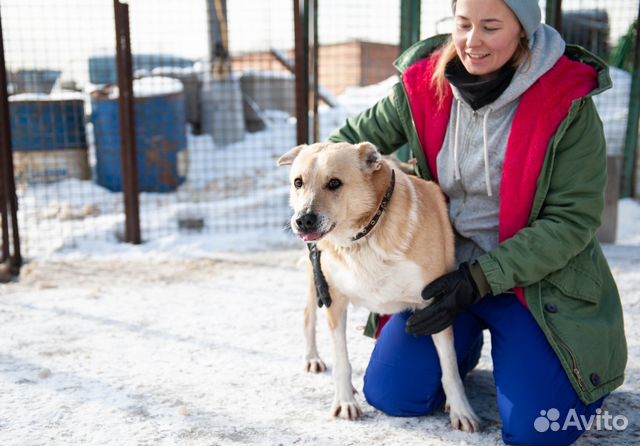 Ларсен хочет домой, собака из приюта в добрые руки купить на Зозу.ру - фотография № 8
