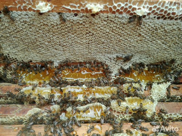 Пчелосемьи, пчёлы купить на Зозу.ру - фотография № 6
