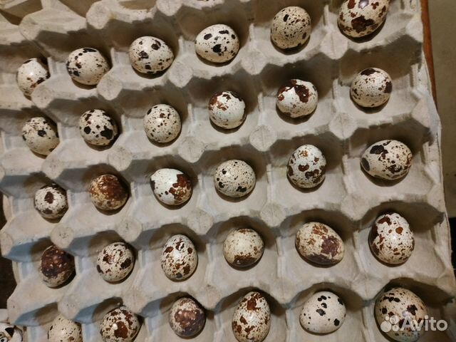 Яйцо инкубационное перепелиное купить на Зозу.ру - фотография № 1