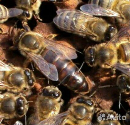 Пчеломатка,порода Карника купить на Зозу.ру - фотография № 1