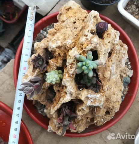 Композиция из суккулентов