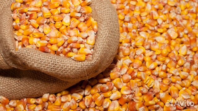 Продам пшеницу, зерно кукурузы купить на Зозу.ру - фотография № 1