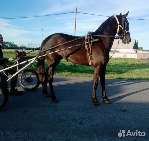 Авито Курган лошади.