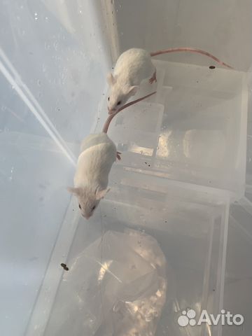 Мыши белые