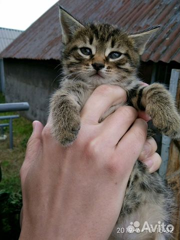 Забавные котята в добрые руки