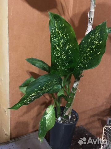 Диффенбахия Диффенбахия