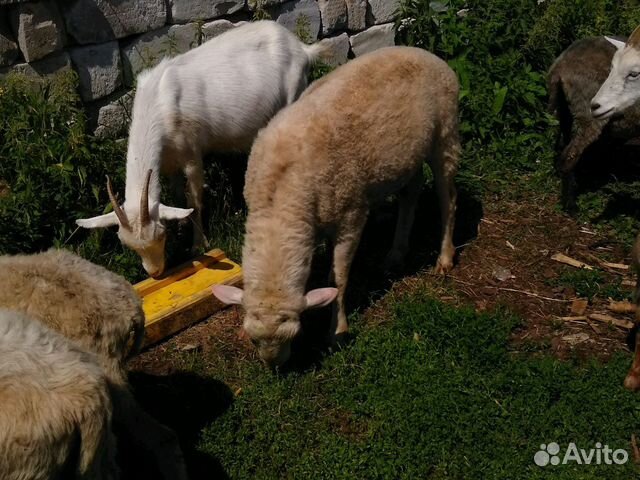 Бараны овцы козы купить на Зозу.ру - фотография № 2