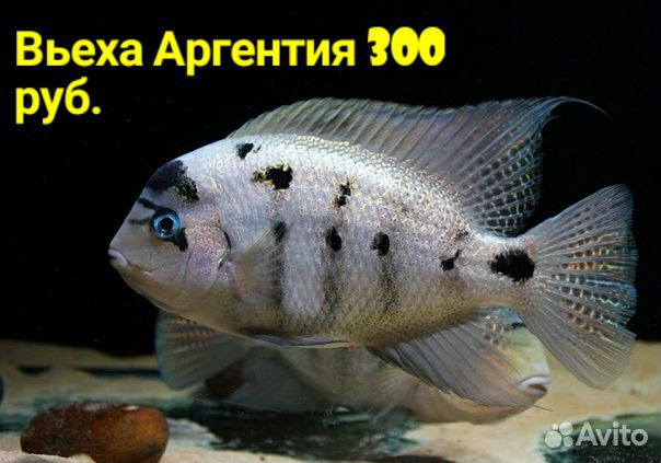 Рыбки купить на Зозу.ру - фотография № 3