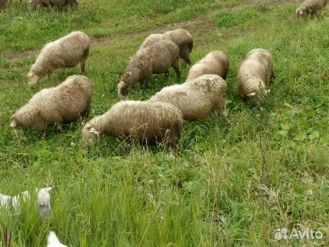 Овцы, молодой козлик купить на Зозу.ру - фотография № 2