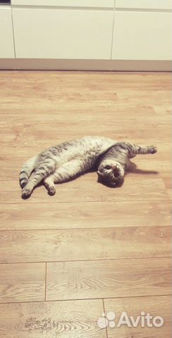 Отдам кота