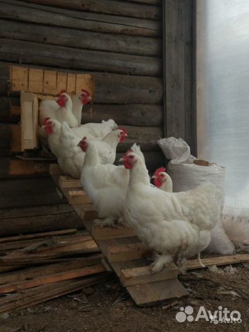 Инкубационное яйцо породистой птицы мясисто-яичные купить на Зозу.ру - фотография № 10