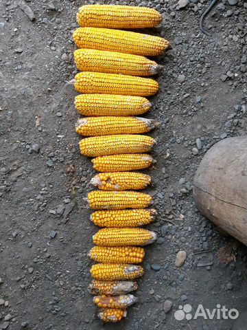 Продаётся кукуруза ячмень пшеница купить на Зозу.ру - фотография № 2