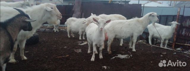 Продаются козлята, козы, козлики на мясо Зааненски купить на Зозу.ру - фотография № 2