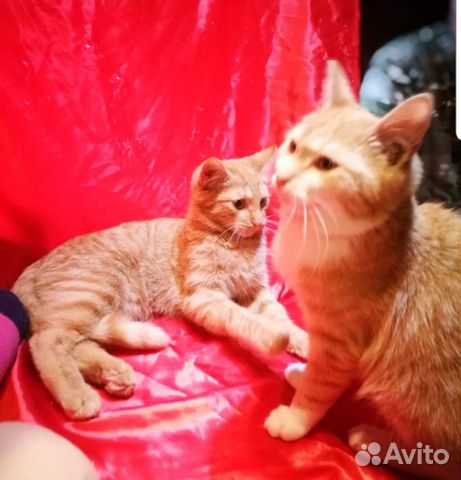 Яркие котятки до 4 месяцев купить на Зозу.ру - фотография № 1