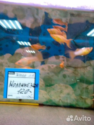 Рыбки в ассортименте купить на Зозу.ру - фотография № 4