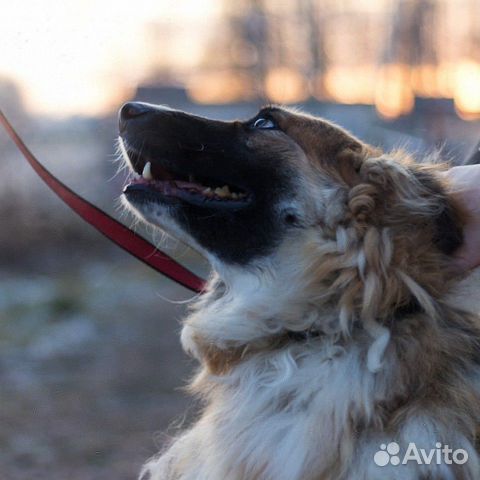 Собака Рикки ищет дом купить на Зозу.ру - фотография № 6
