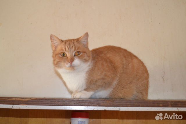 Кошки, коты и котята в ответственные руки купить на Зозу.ру - фотография № 9