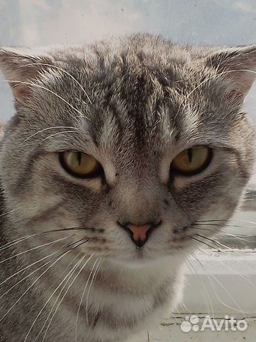Британский котик ждёт дам купить на Зозу.ру - фотография № 3