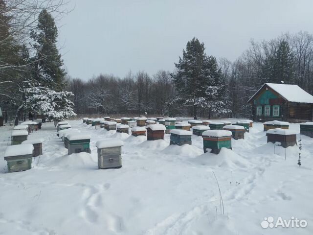 Пчелопакеты среднерусской пчелы купить на Зозу.ру - фотография № 9
