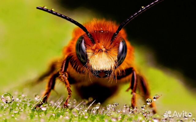 Сниму пчелиный рой за вознаграждение купить на Зозу.ру - фотография № 1