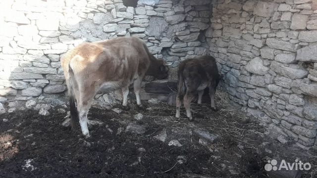 Корова с телёнком купить на Зозу.ру - фотография № 3