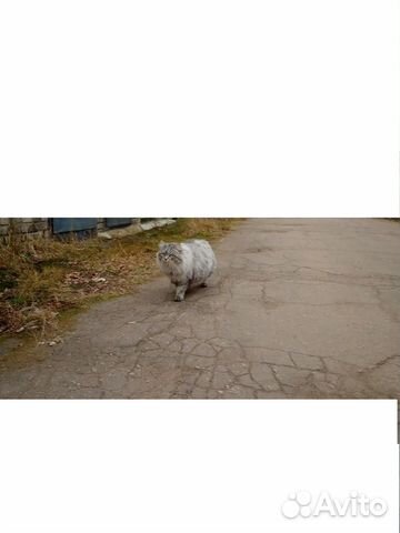 Сибирский кот - 6 лет купить на Зозу.ру - фотография № 5