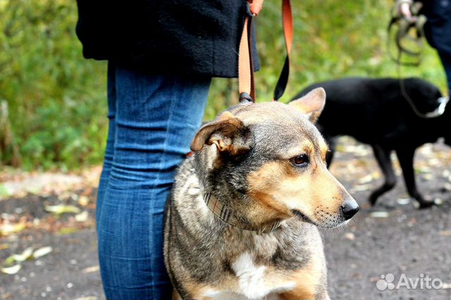 Умная, ласковая и активная собака Хани в дар купить на Зозу.ру - фотография № 2