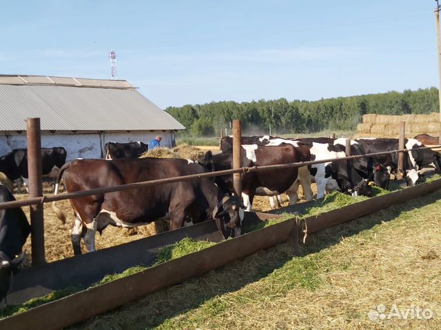 Коровы, нетеля,телки купить на Зозу.ру - фотография № 1
