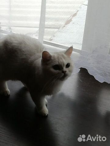 Кошка-британка купить на Зозу.ру - фотография № 4