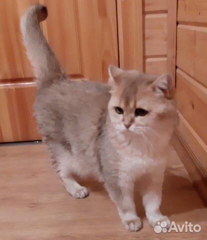 Британка -кошка купить на Зозу.ру - фотография № 1