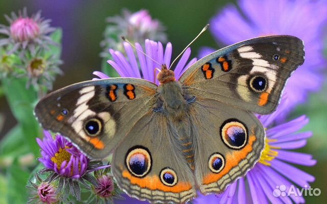 Живые тропические бабочки Papilio Polyxenes купить на Зозу.ру - фотография № 1