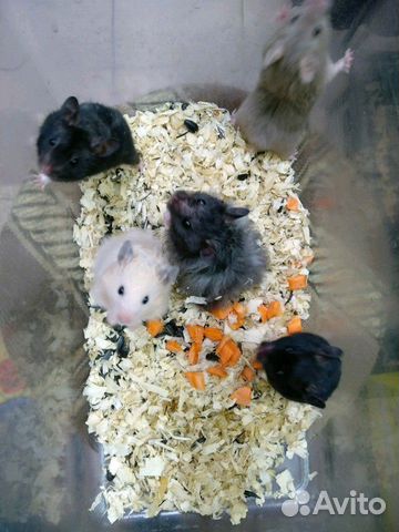 Крысы+хомячки купить на Зозу.ру - фотография № 1