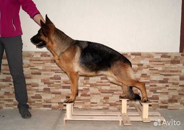 Тренажер для отработки выставочной стойки у собак