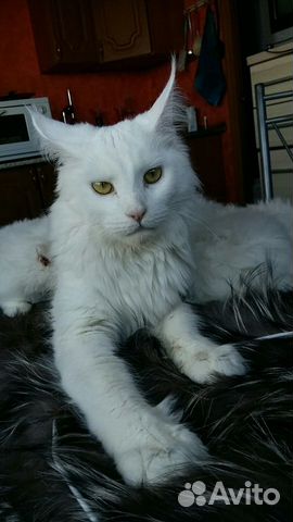 Котята породы Мейн Кун купить на Зозу.ру - фотография № 7