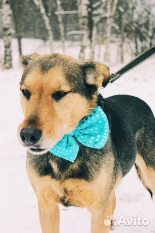 Взрослый пёс из приюта в дар купить на Зозу.ру - фотография № 8