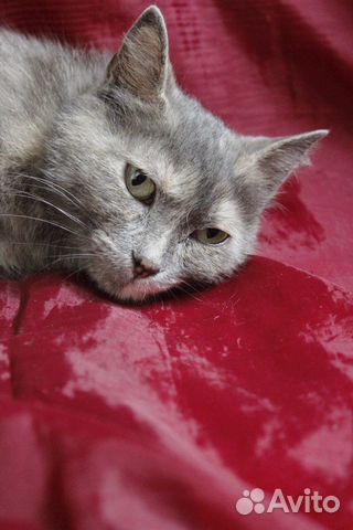 Зеленоглазая красотка кошка Манечка в добрые руки купить на Зозу.ру - фотография № 8
