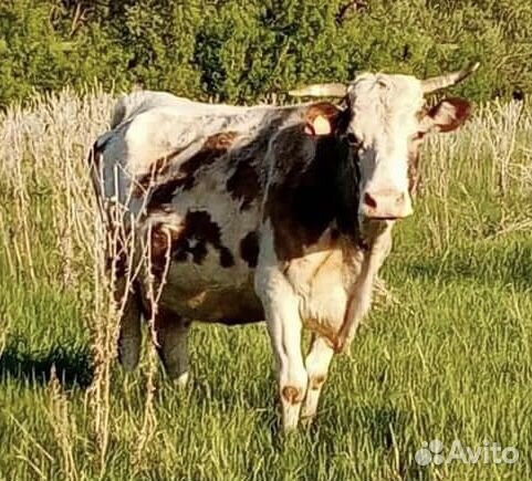 Продам стельную корову купить на Зозу.ру - фотография № 1