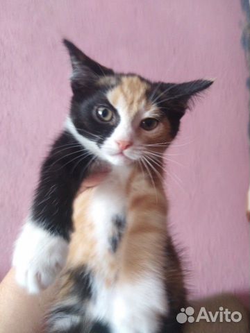 Отдам котят в хорошие руки