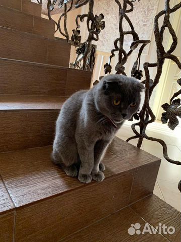 Шотландский вислоухий кот (Скоттиш-фолд) купить на Зозу.ру - фотография № 2