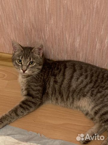Кошка купить на Зозу.ру - фотография № 3