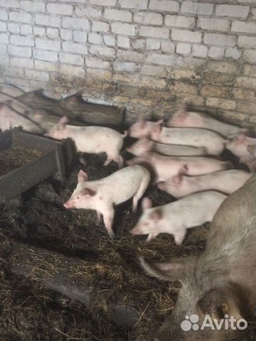 Продам свиней купить на Зозу.ру - фотография № 8