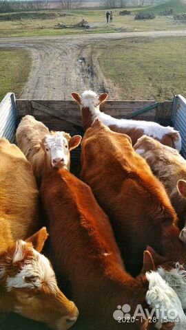 2 стельные коровы и 6 телят купить на Зозу.ру - фотография № 4