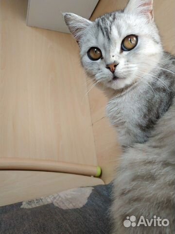 Пропал котенок- подросток купить на Зозу.ру - фотография № 10