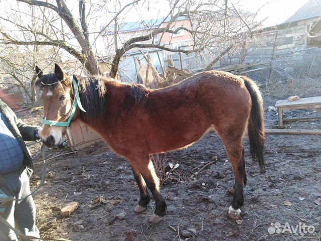 Продаётся Лошадь купить на Зозу.ру - фотография № 9